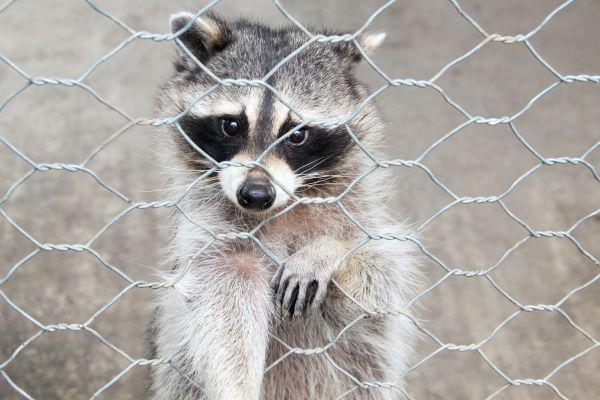 Little Rock Wildlife Removal