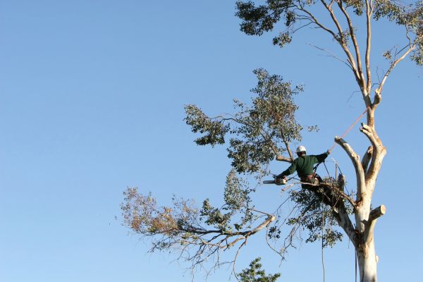 Little Rock Tree Trimming